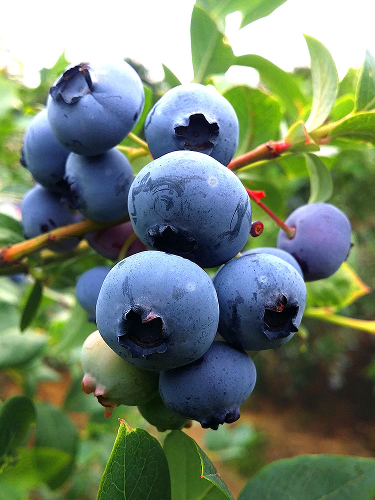 Превью изображения