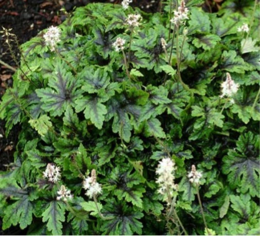 Превью изображения