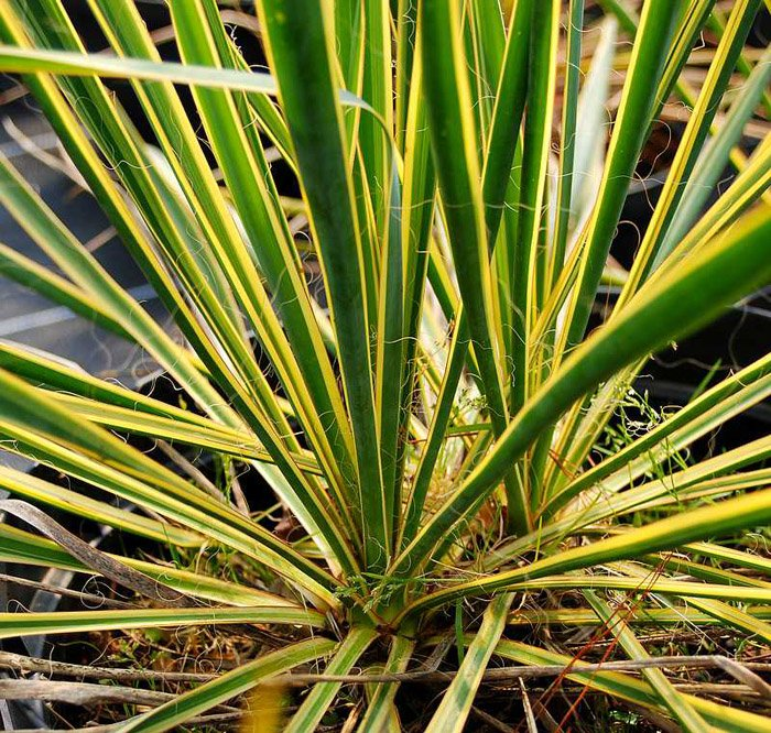 Превью изображения