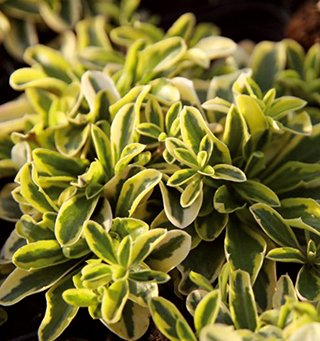 Превью изображения