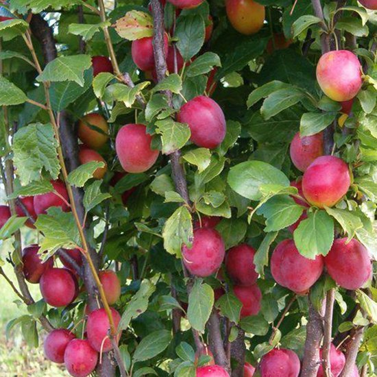 Превью изображения