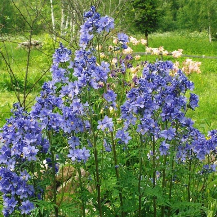 Превью изображения