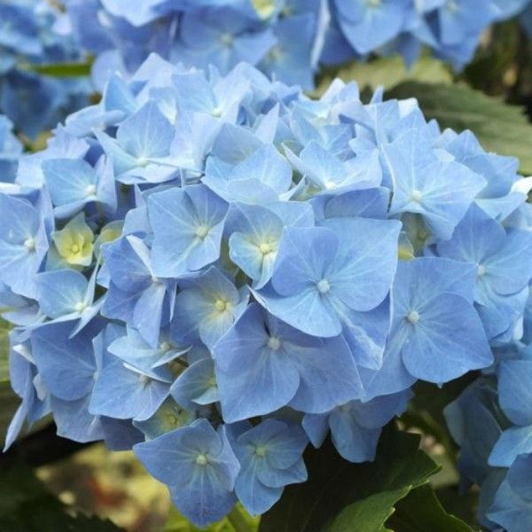 Превью изображения