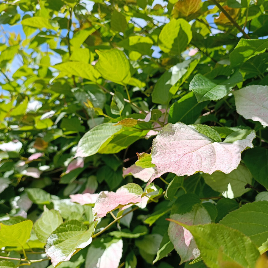 Превью изображения