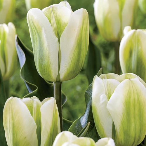 Превью изображения