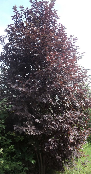 Превью изображения