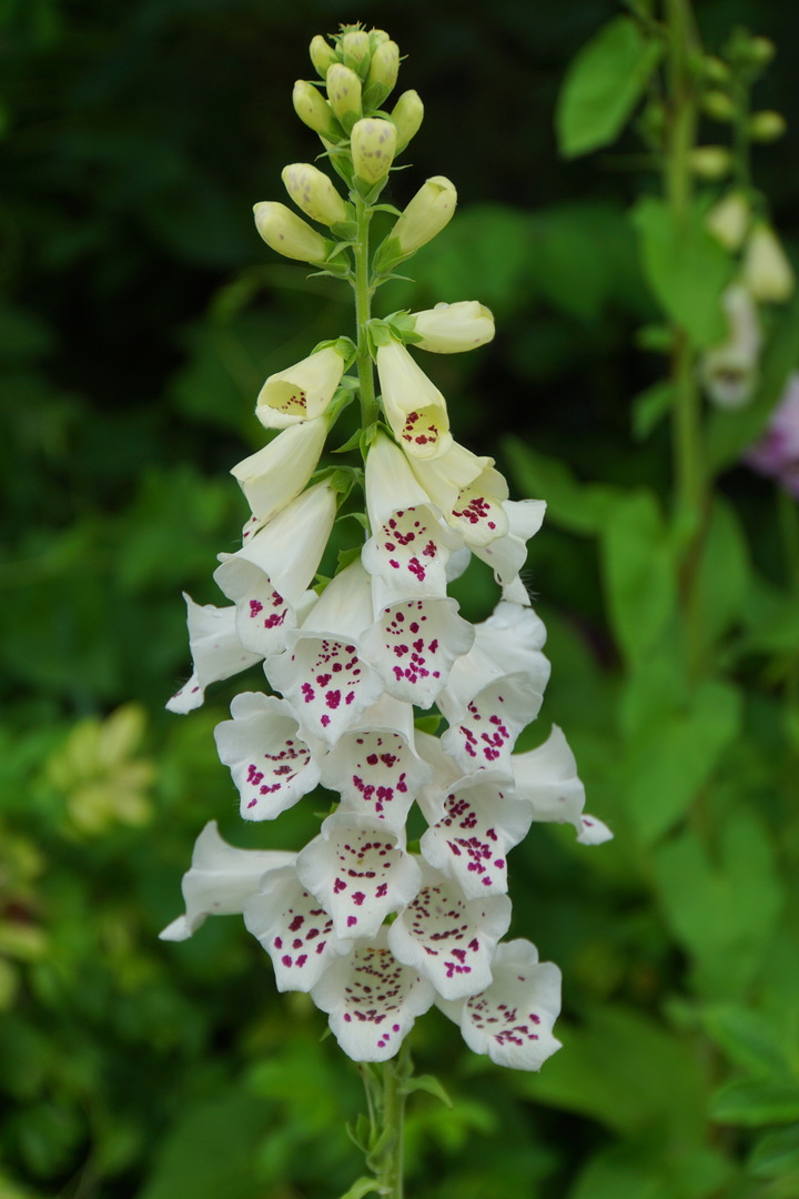 Превью изображения