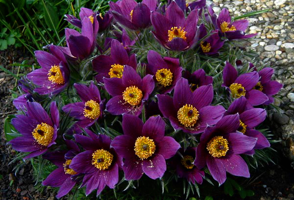 Превью изображения