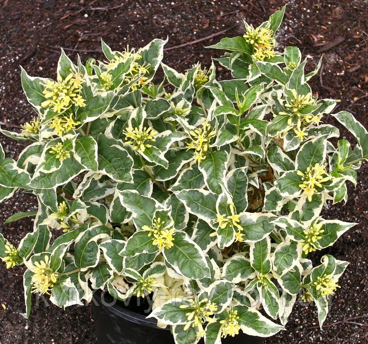 Превью изображения