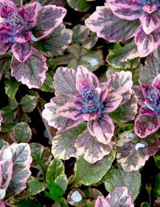 Превью изображения