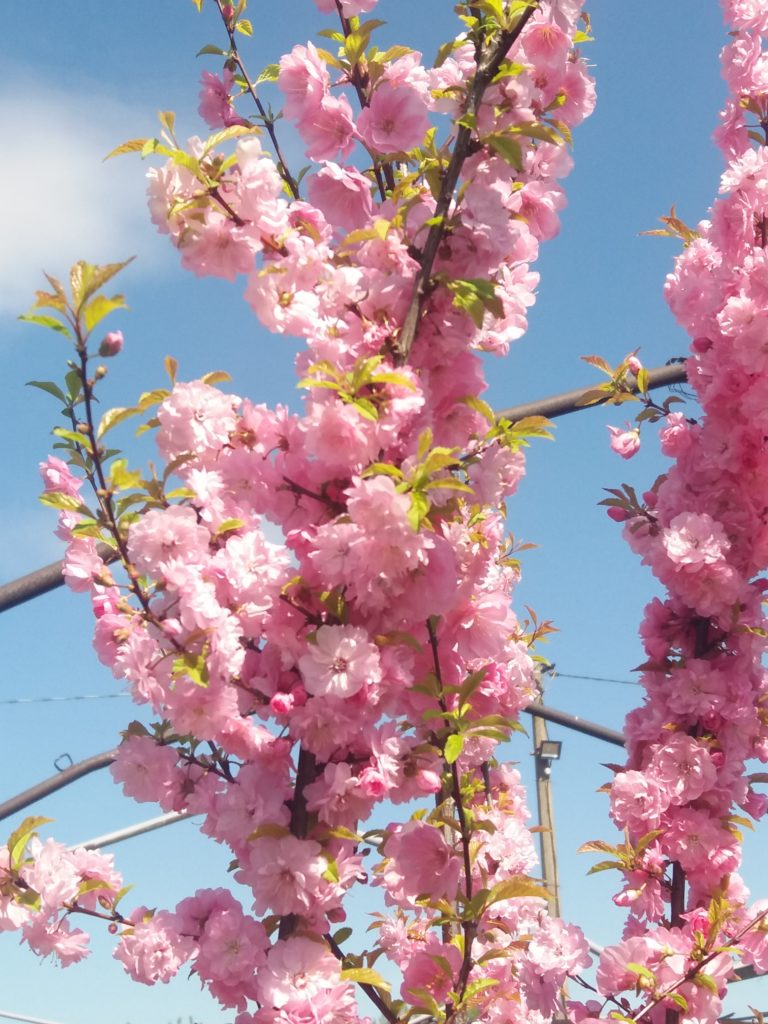 Превью изображения