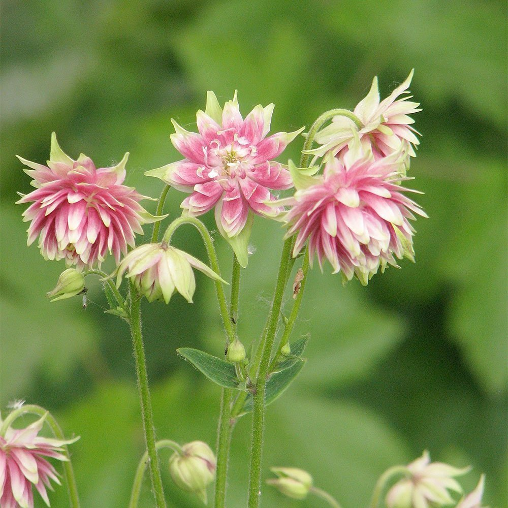 Превью изображения