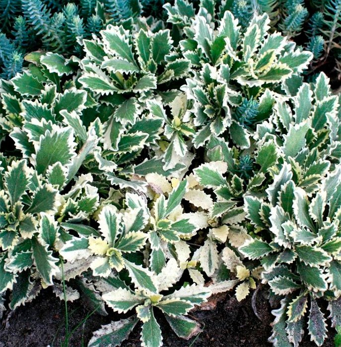 Превью изображения