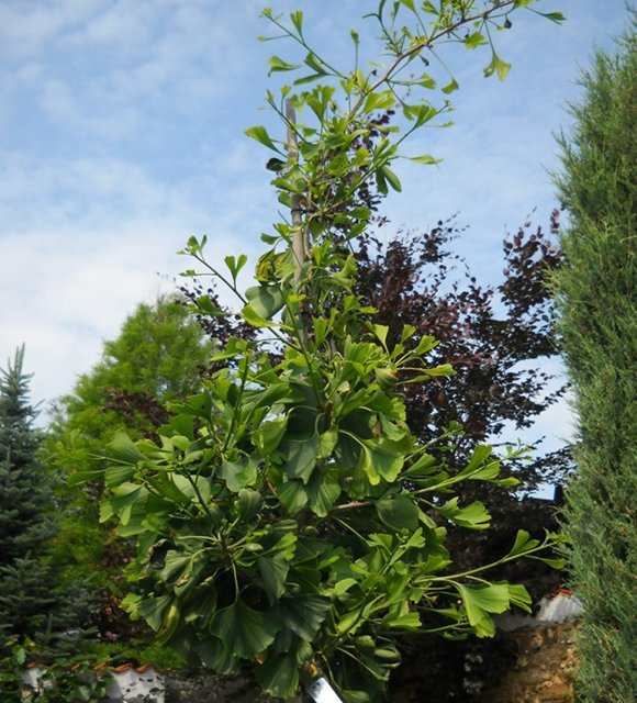 Превью изображения