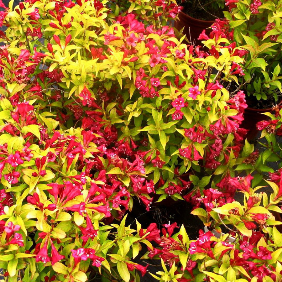 Превью изображения