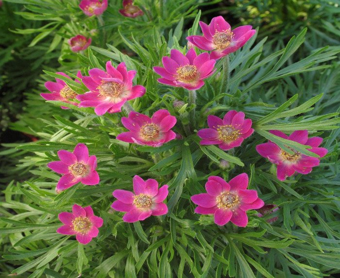 Превью изображения