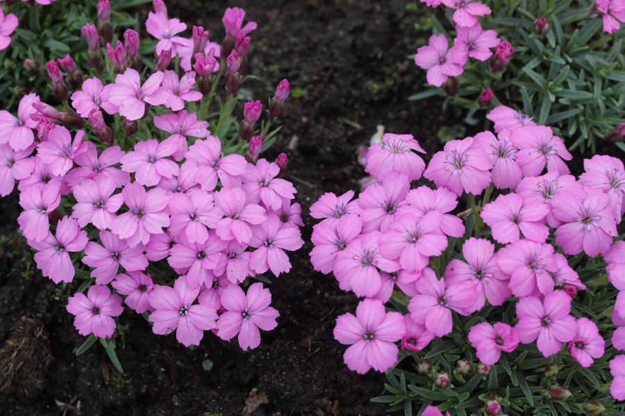 Превью изображения