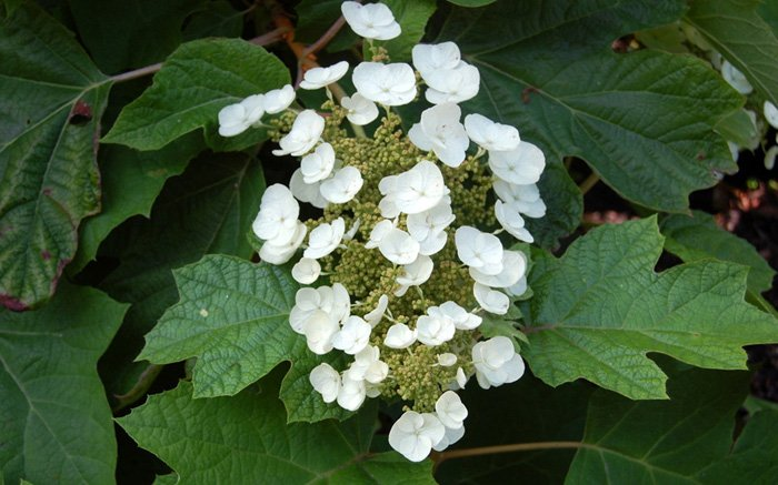 Превью изображения