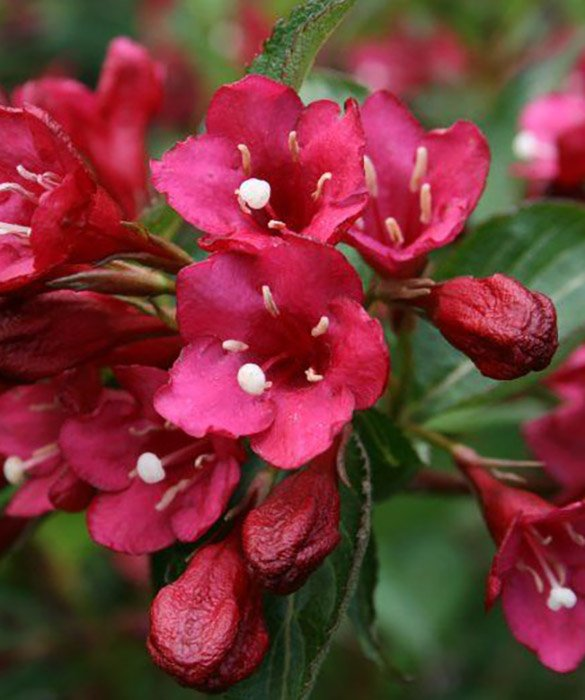 Превью изображения