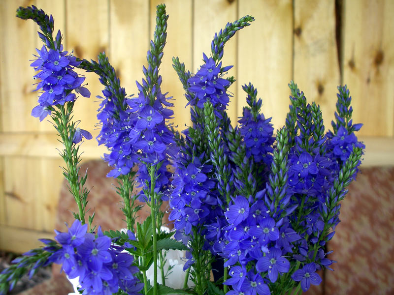 Превью изображения