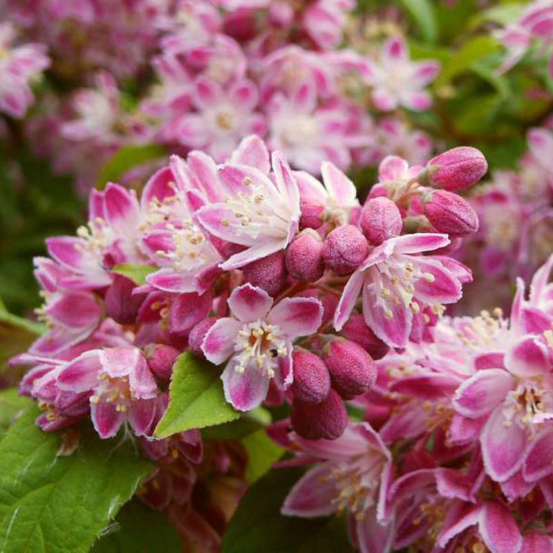 Превью изображения