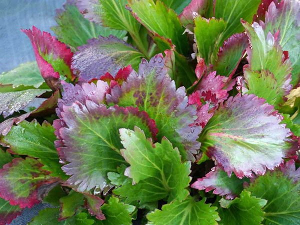 Превью изображения