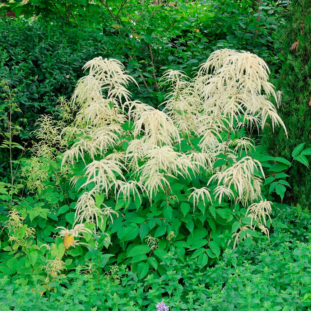 Превью изображения