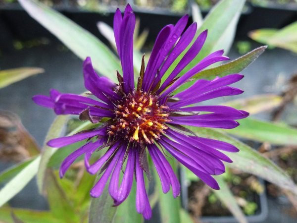 Превью изображения