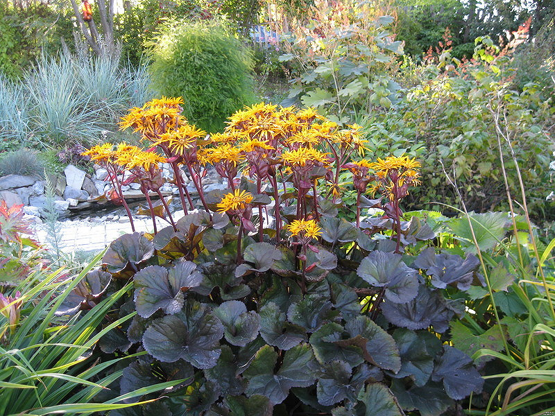 Превью изображения