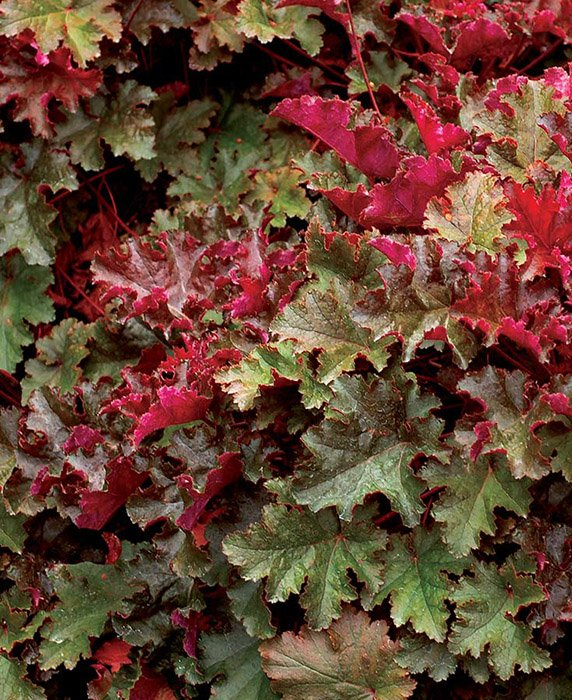 Превью изображения