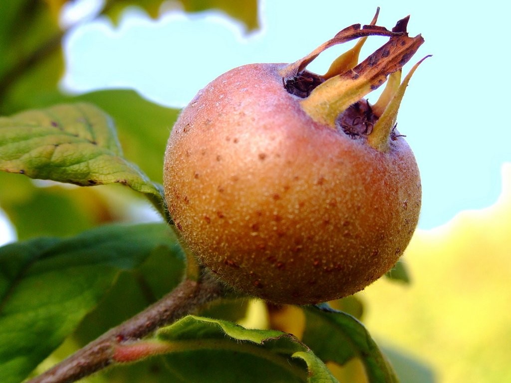 Превью изображения