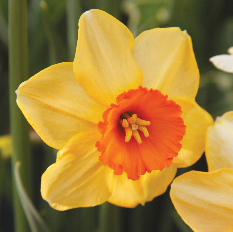 Превью изображения