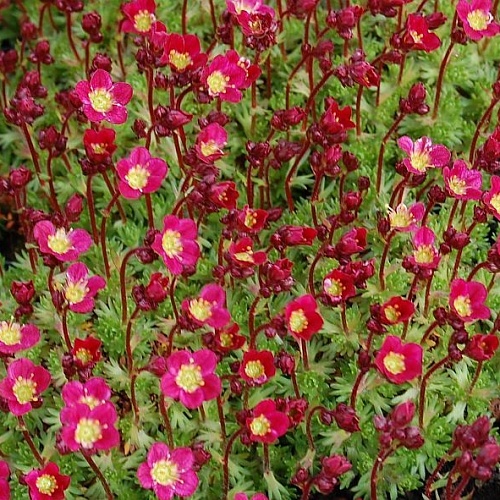 Превью изображения