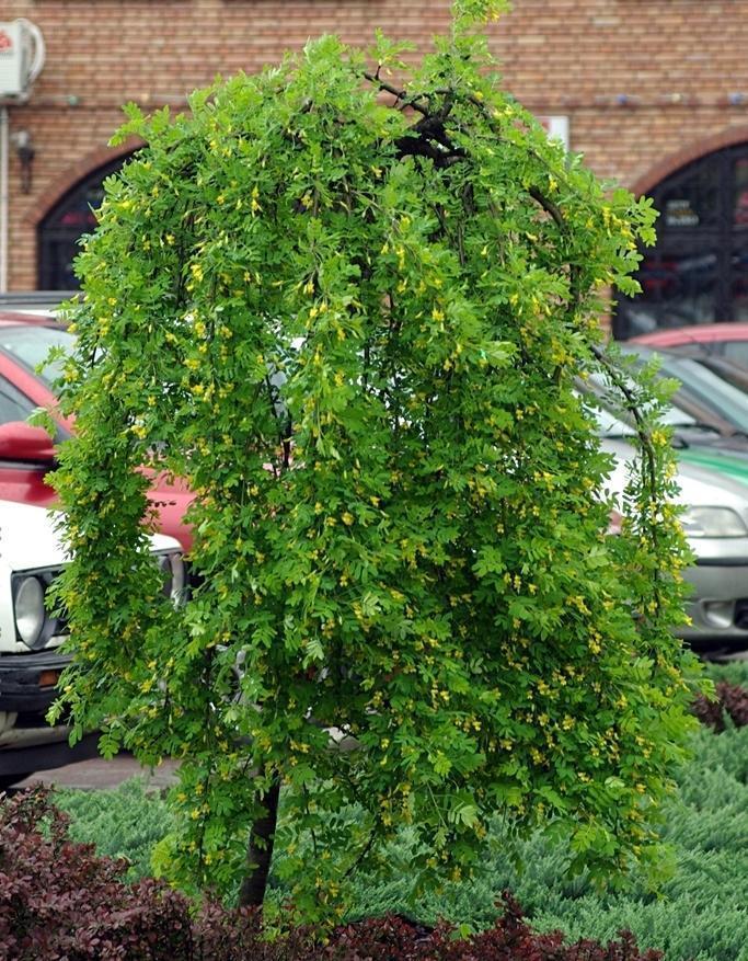 Превью изображения