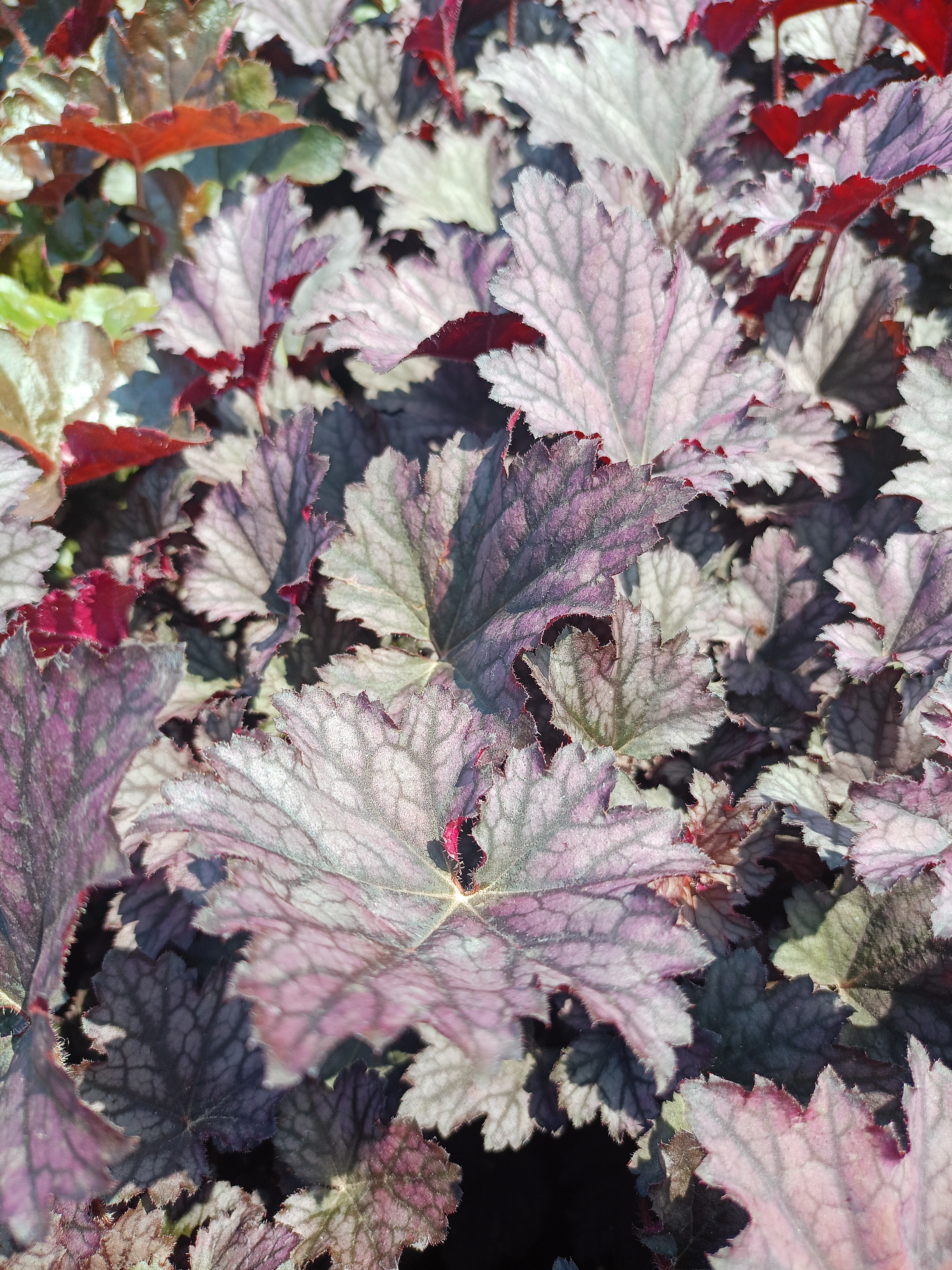 Превью изображения