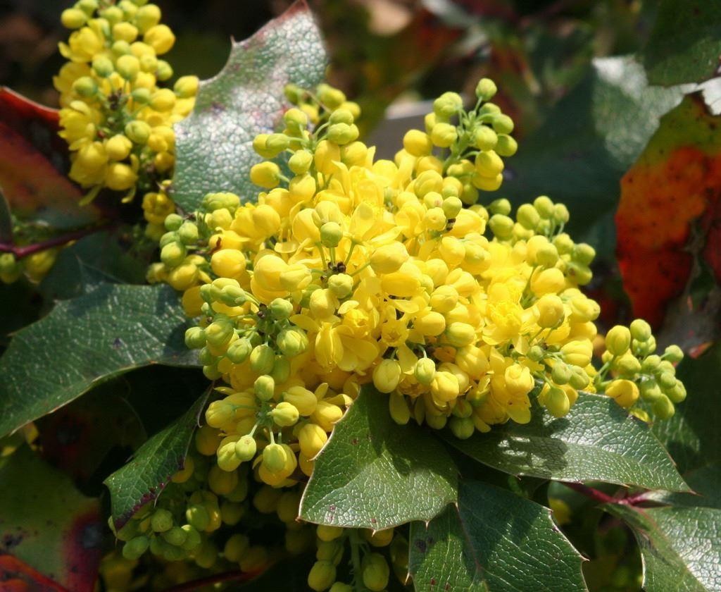 Превью изображения