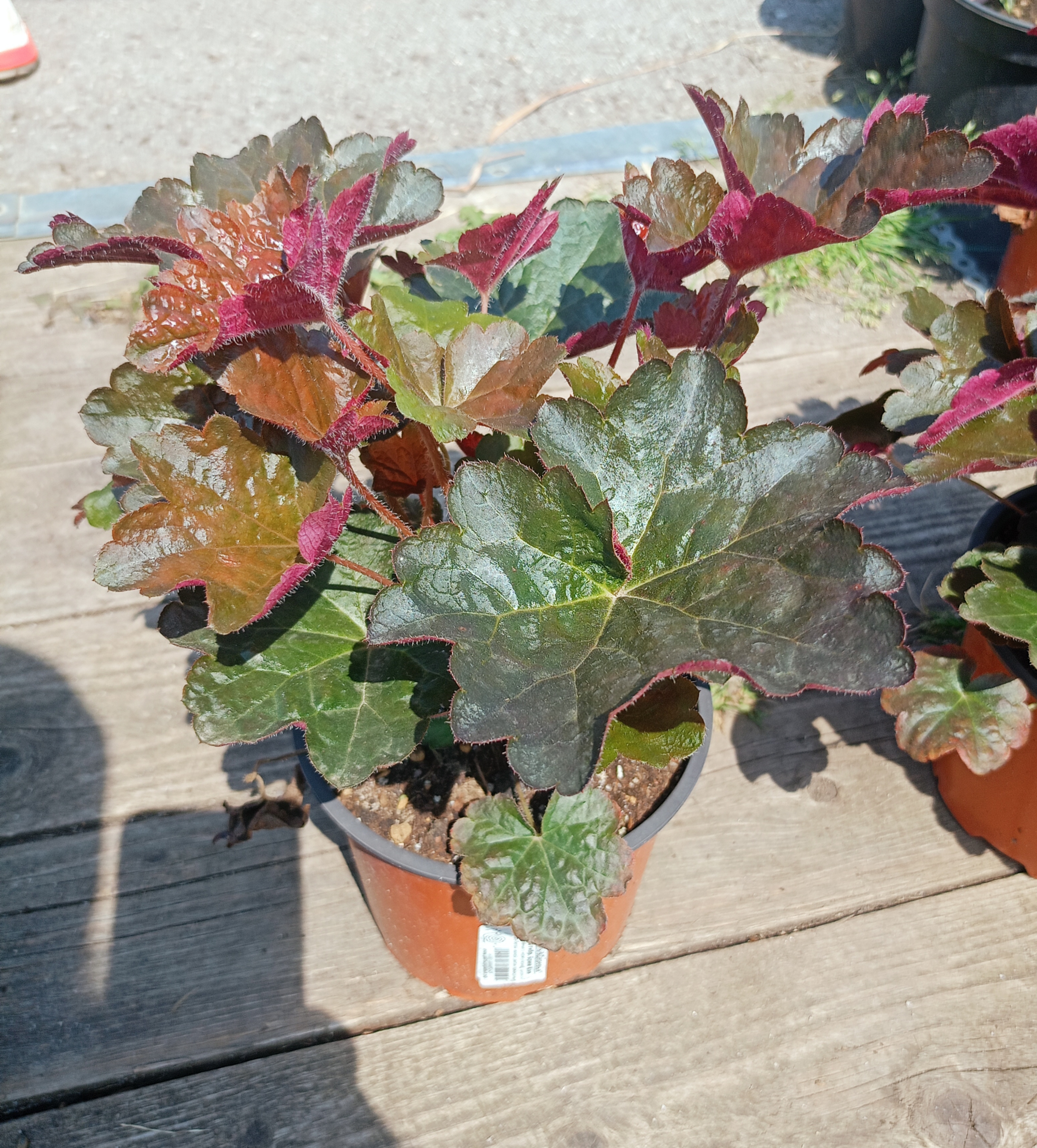 Превью изображения