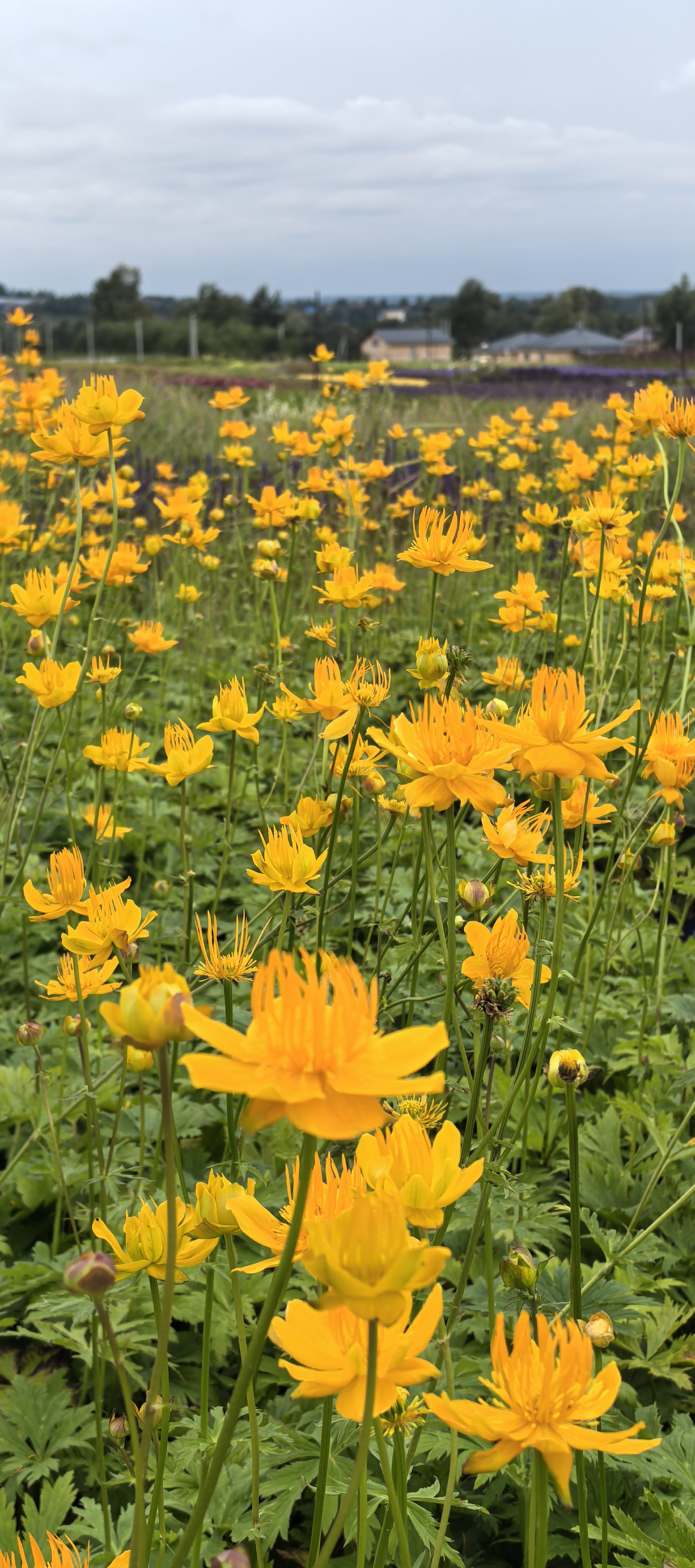 Превью изображения