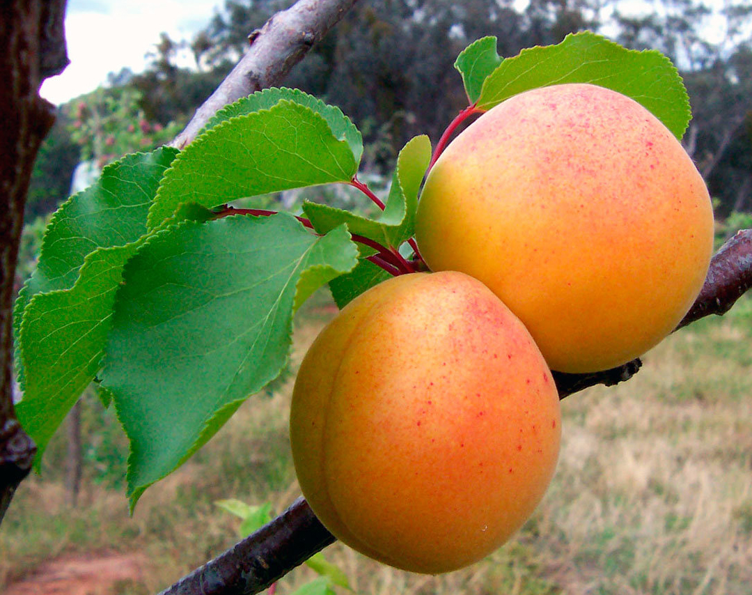 Превью изображения