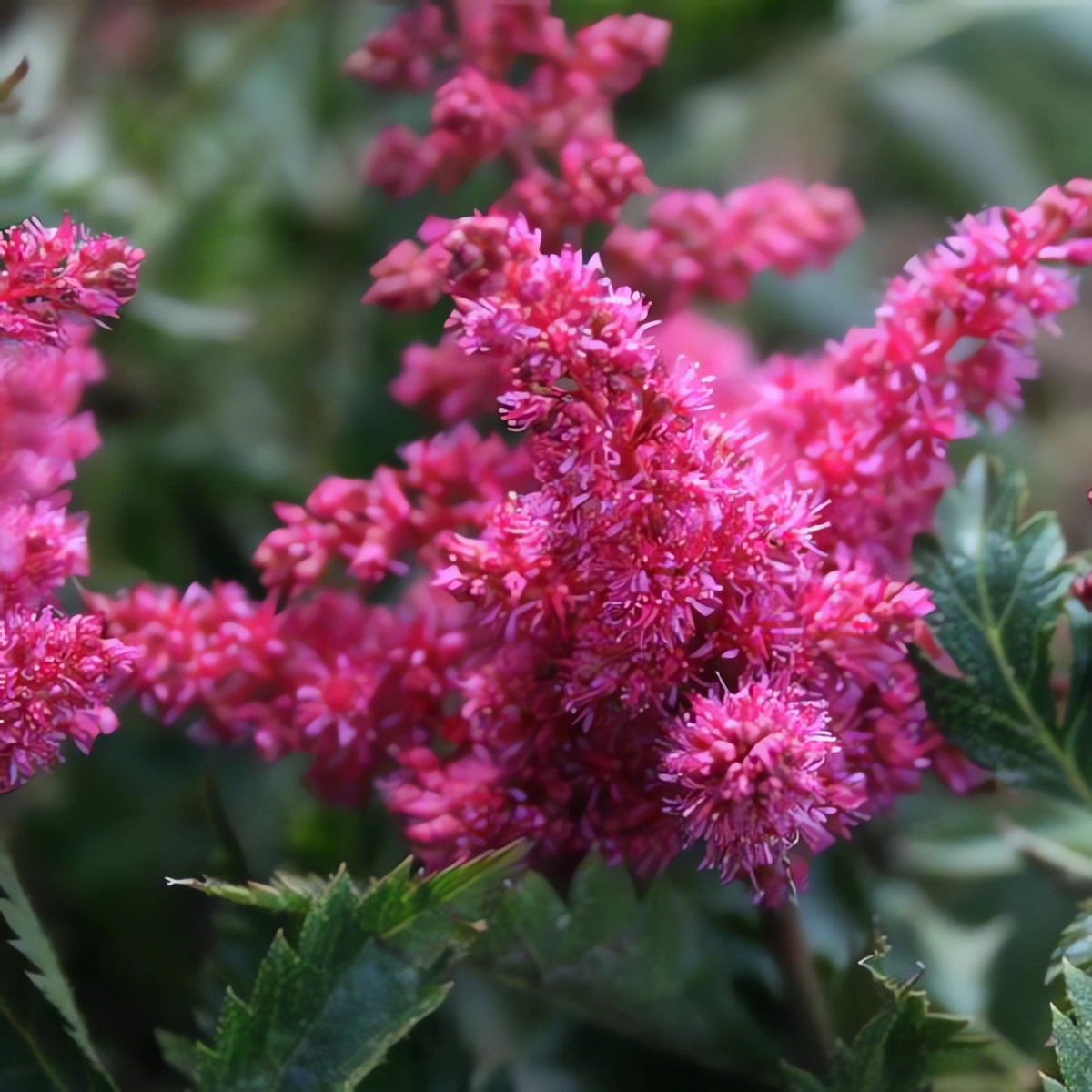 Превью изображения