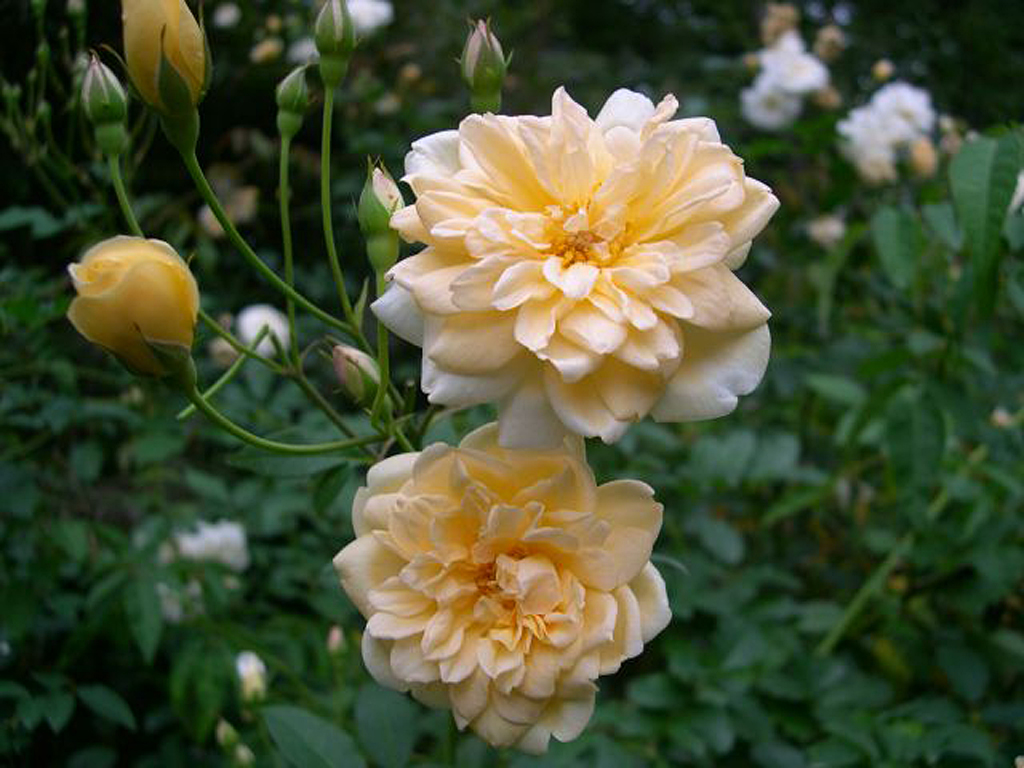 Превью изображения