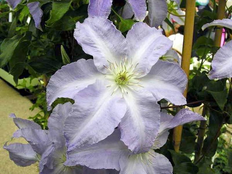 Превью изображения