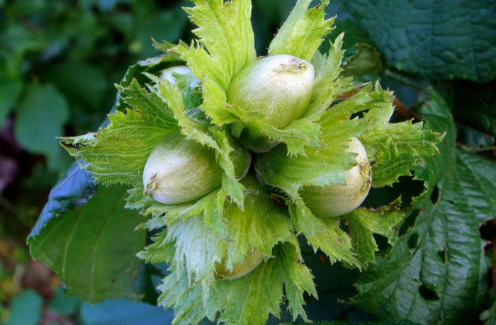 Превью изображения