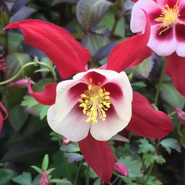 Превью изображения