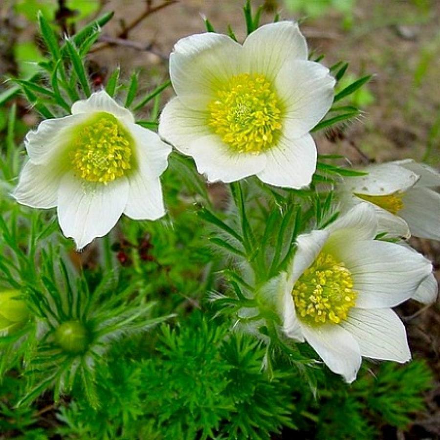 Превью изображения