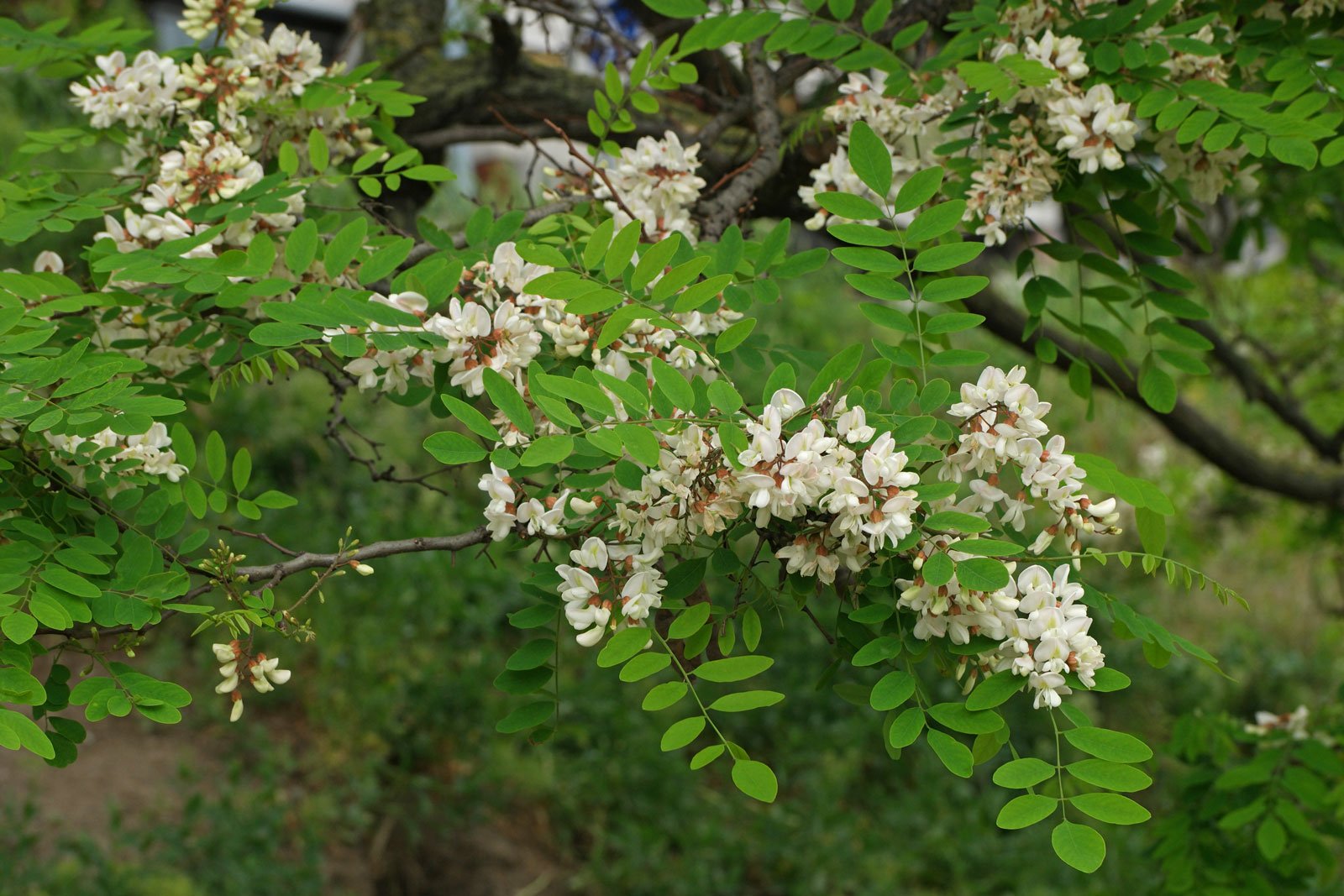 Превью изображения