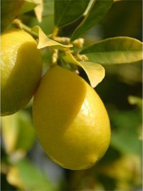 Превью изображения