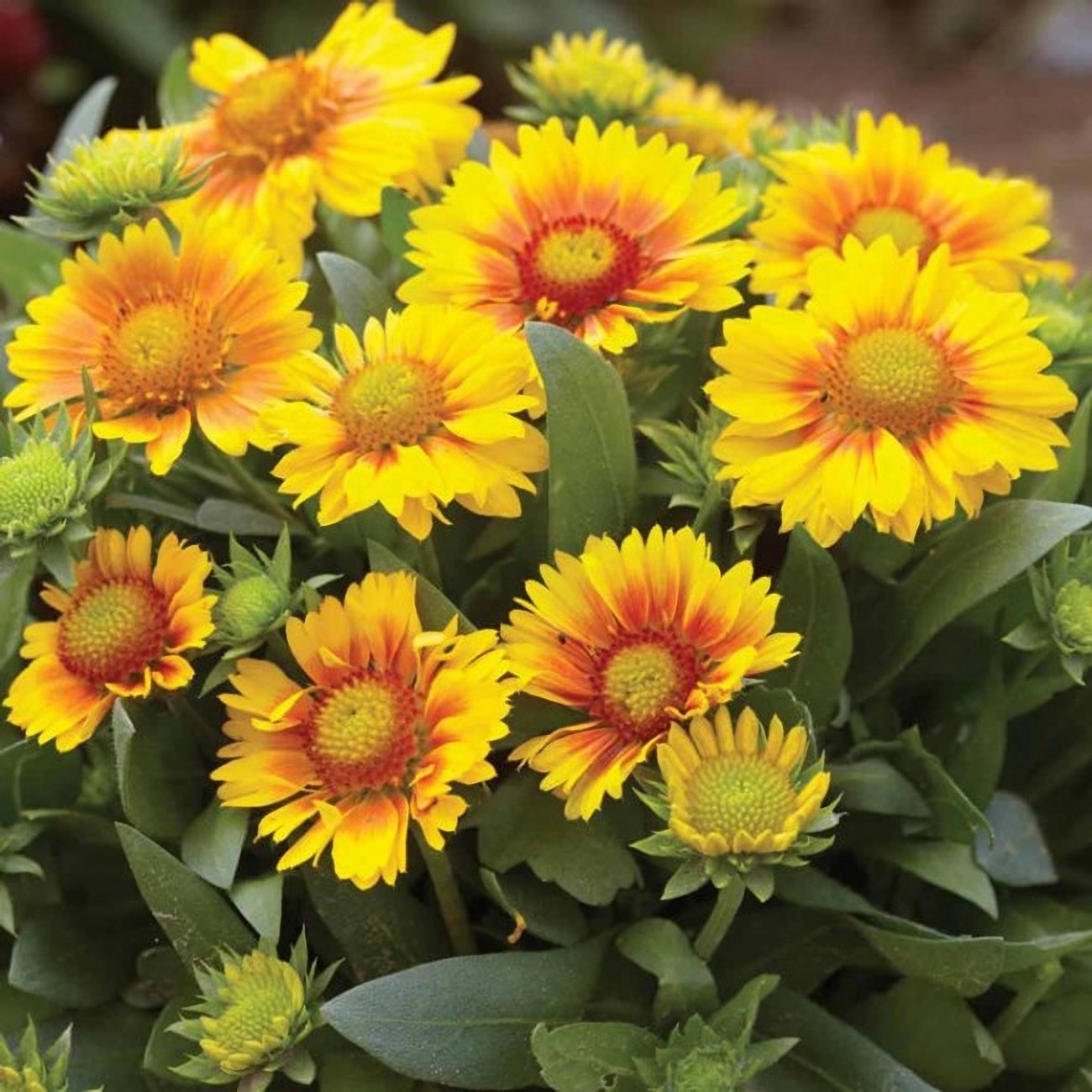 Превью изображения