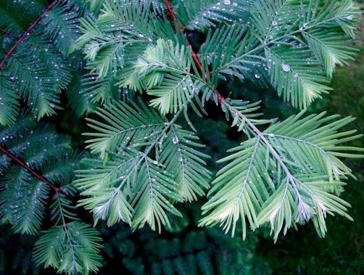 Превью изображения