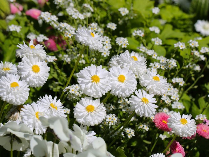 Превью изображения